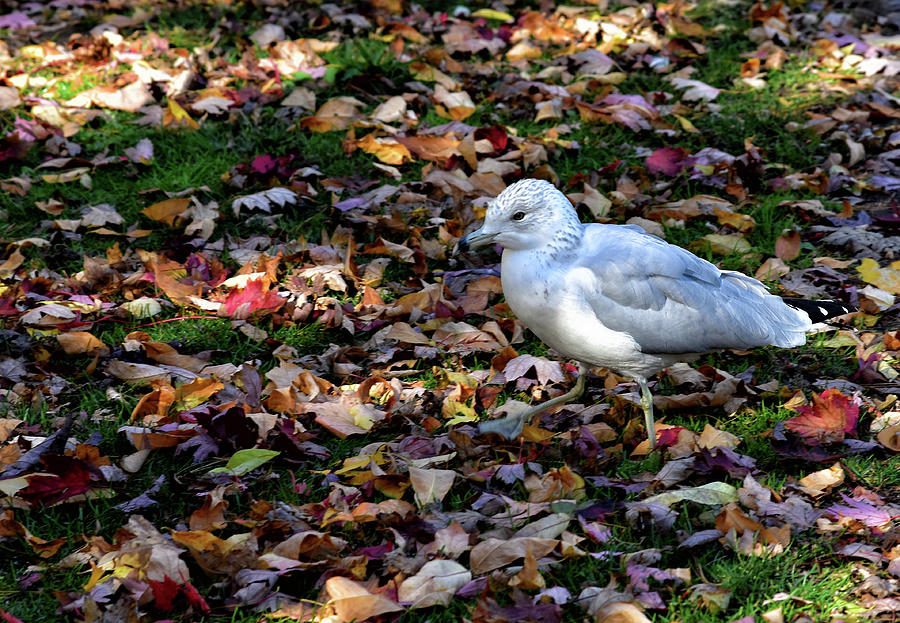 Seagull In The Fallen Leaves Photograph