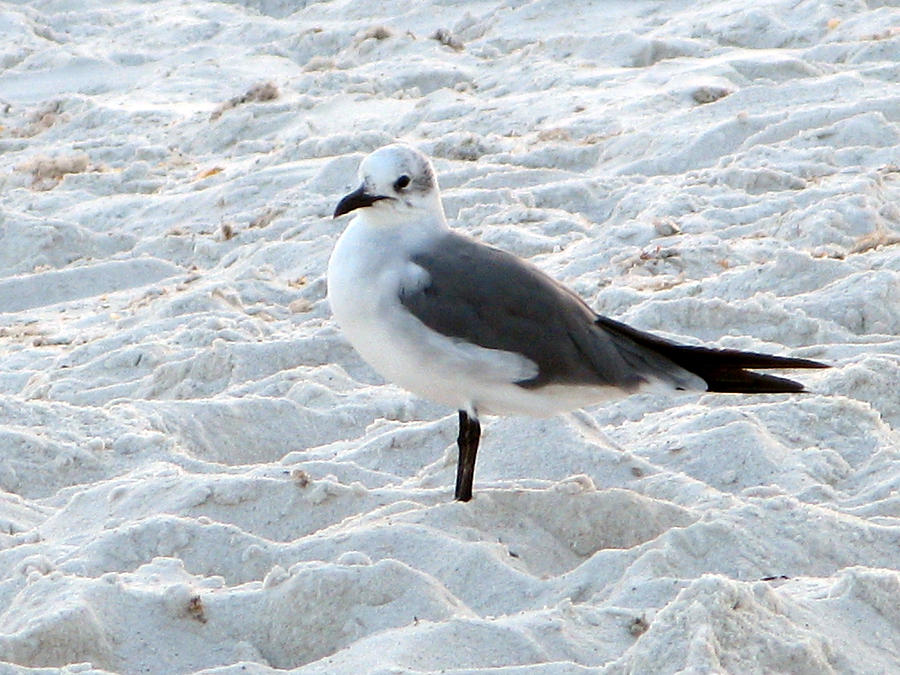 Seagull Photograph - Seagull in the Sand by Martie DAndrea