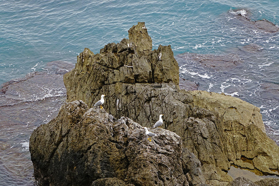 Seagull Island On Cefalu In Sicily  Photograph by Rick Rosenshein