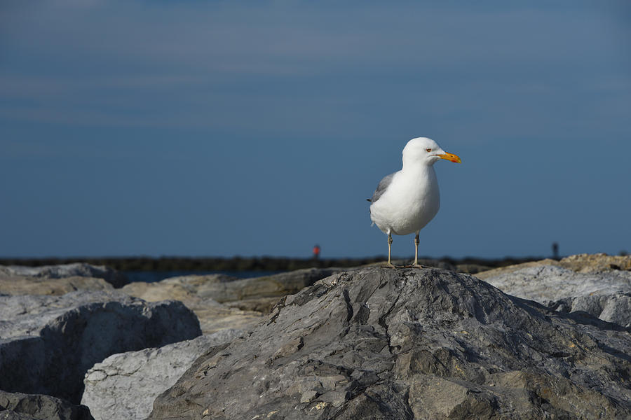 Seagull Photograph - Seagull by Jennifer Ancker