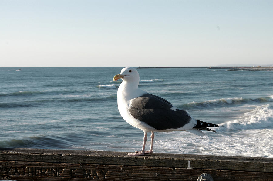 Seagull Photograph by Jera Sky