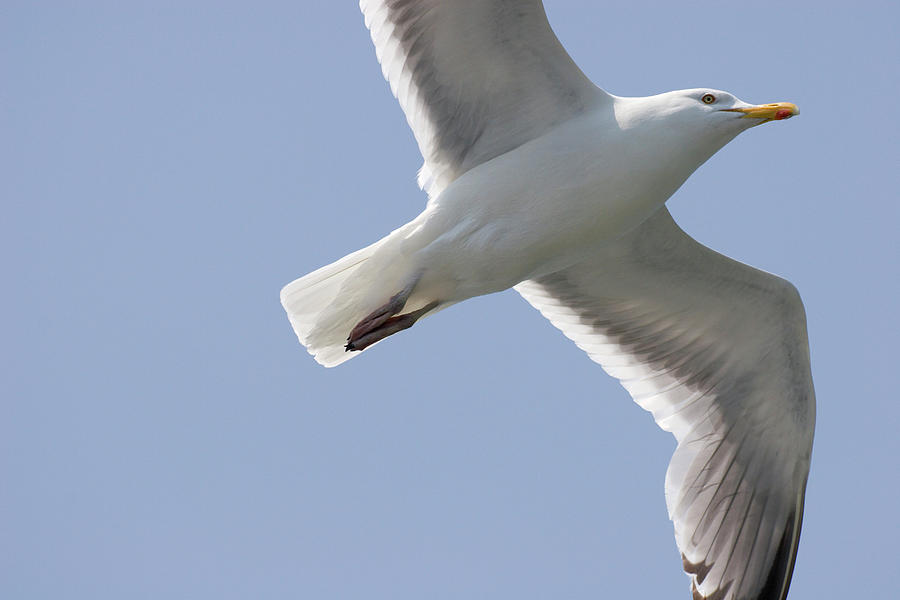 Seagull Photograph by Jill Lang