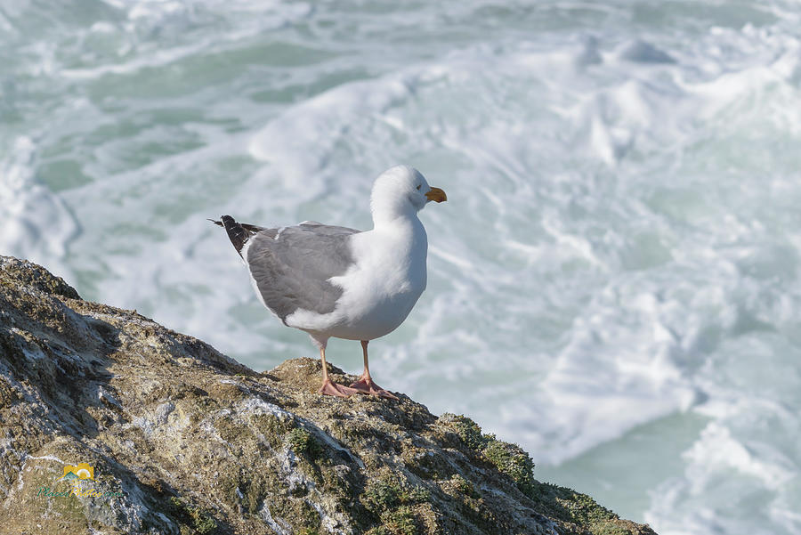 Seagull Photograph by Jim Thompson