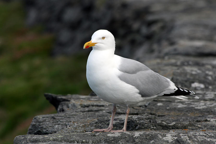 Seagull Photograph - Seagull by John Quinn