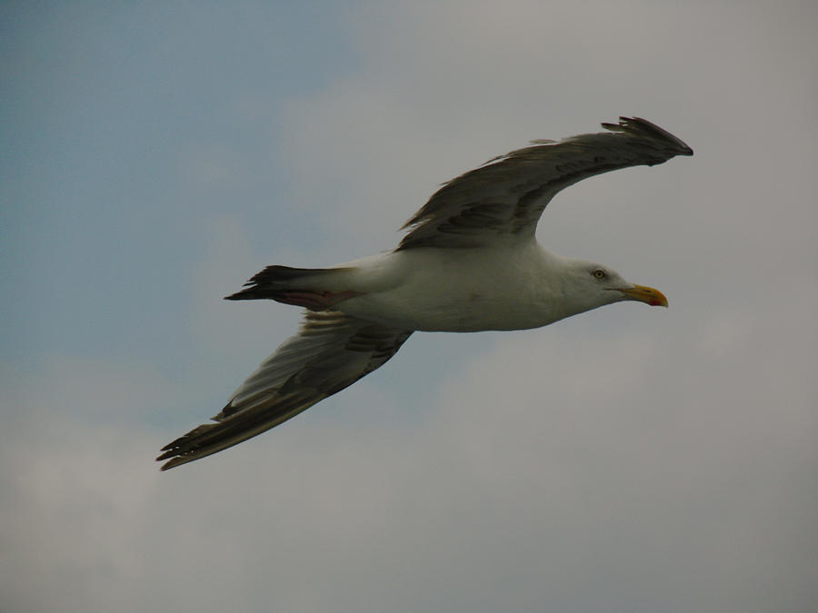 Seagull Photograph by Juergen Roth