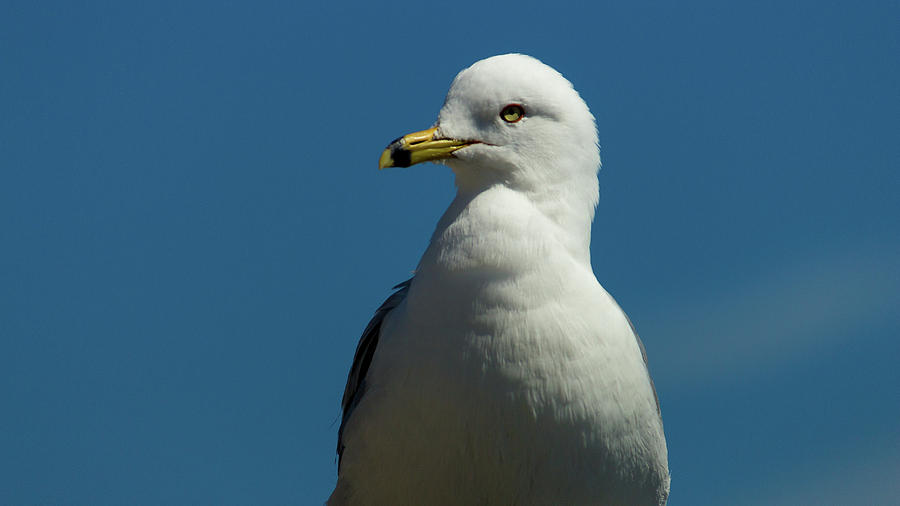 Seagull Keeping An Eye Photograph by Robert Zeigler