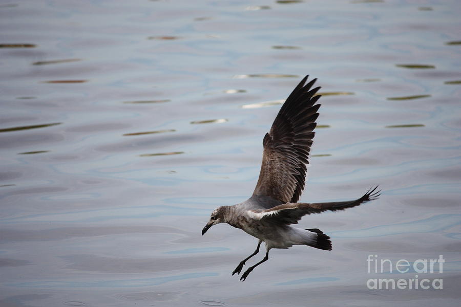 Wildlife Photograph - Seagull Landing by Carol Groenen