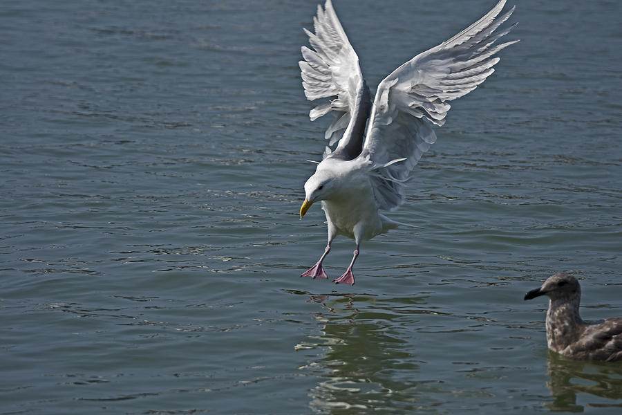 Seagull Landing On Water In Stevenston Harbour. Photograph by Alexander ...