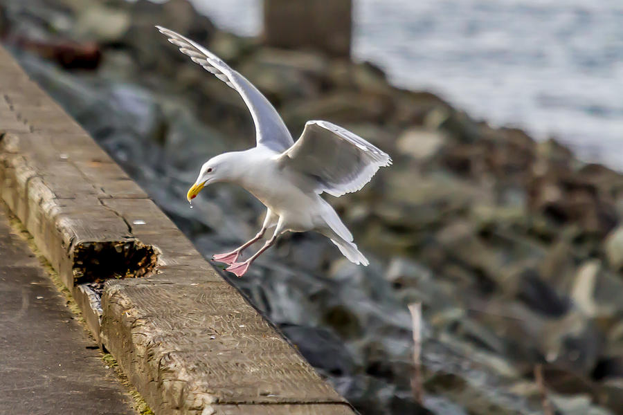 Seagull Landing Photograph by Rob Green