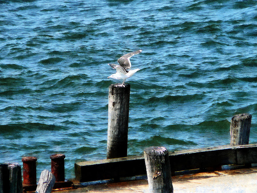 Seagull Landing Photograph by Susan Savad
