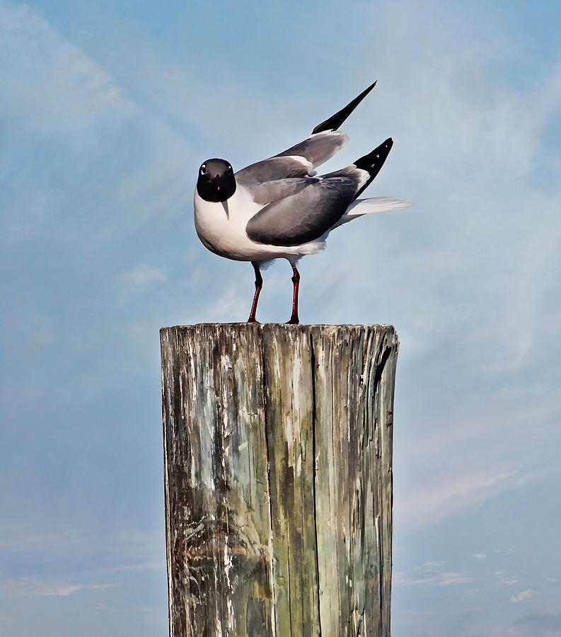 Seagull - Laughing Gull On A Wooden Post Photograph by HH Photography of Florida