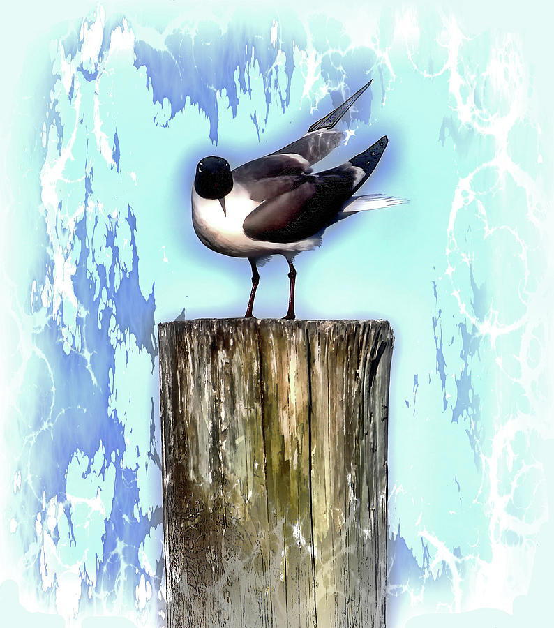 Seagull Photograph - Seagull - Laughing Gull Pop Art  by HH Photography of Florida