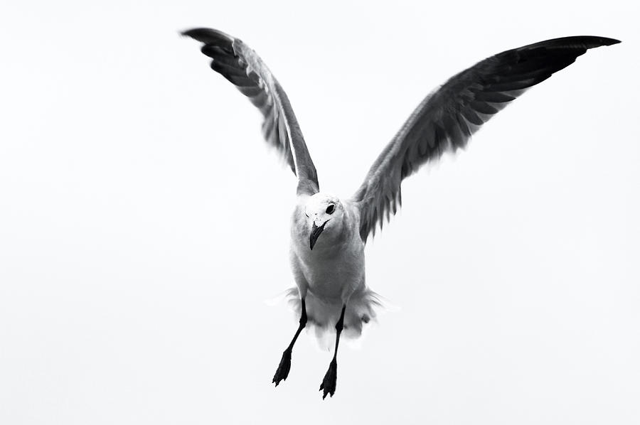 Seagull Photograph - Seagull by Lauren Mancke