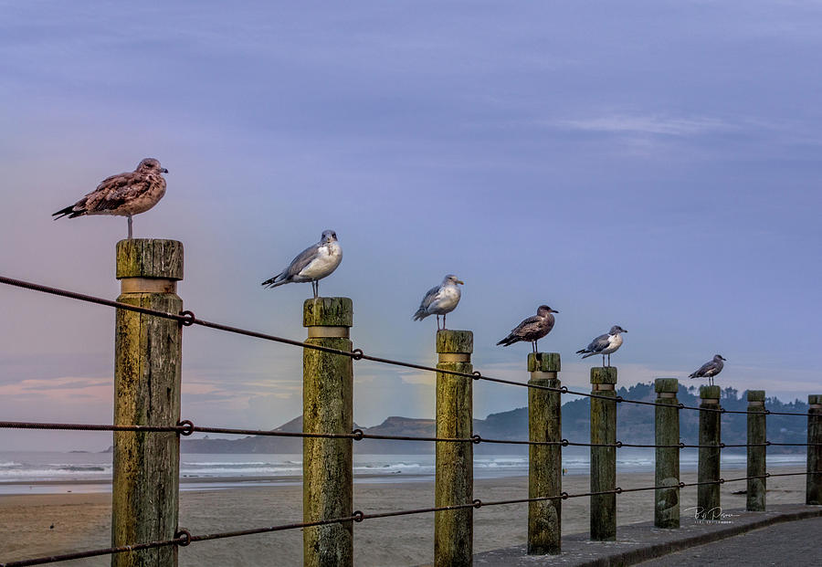 Seagull Lineup Photograph by Bill Posner