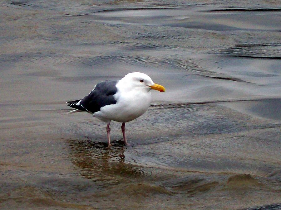 Seagull Photograph by Lisa Rose Musselwhite