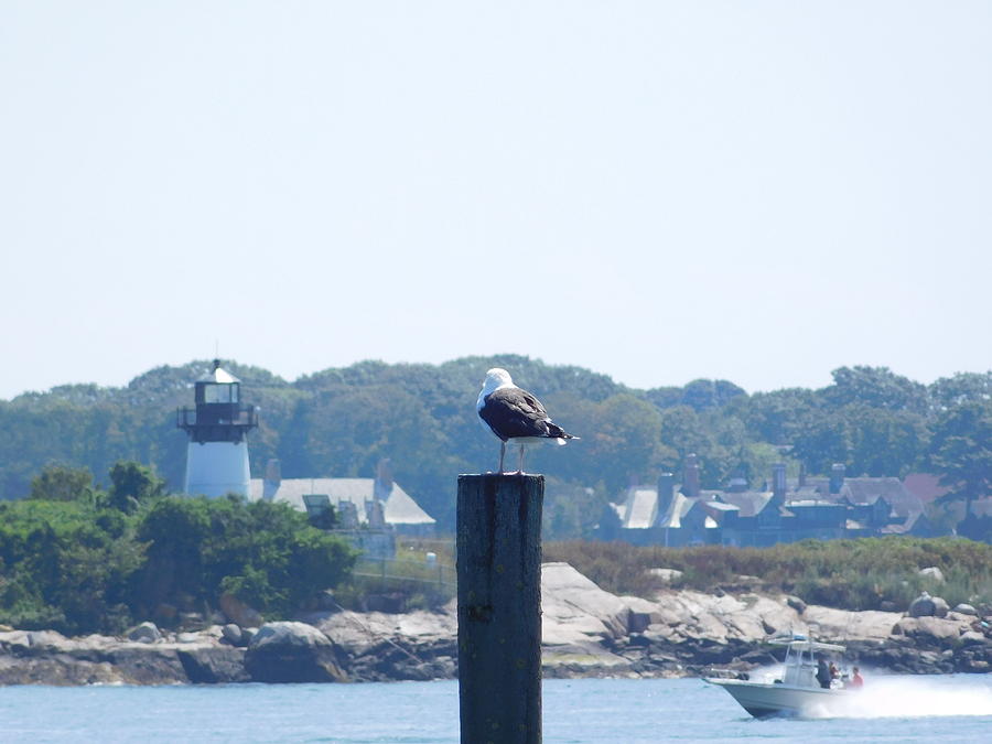 Seagull looking at Lighthouse Photograph by Catherine Gagne