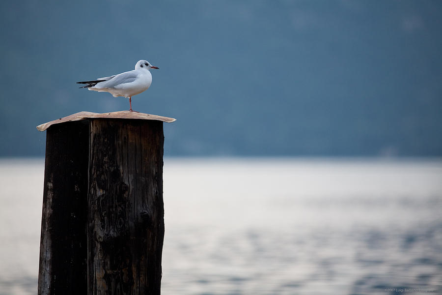 Seagull Photograph - Seagull by Luigi Barbano BARBANO LLC