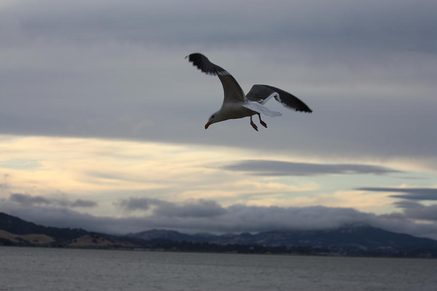 Seagull Photograph - Seagull by Mariel Mcmeeking