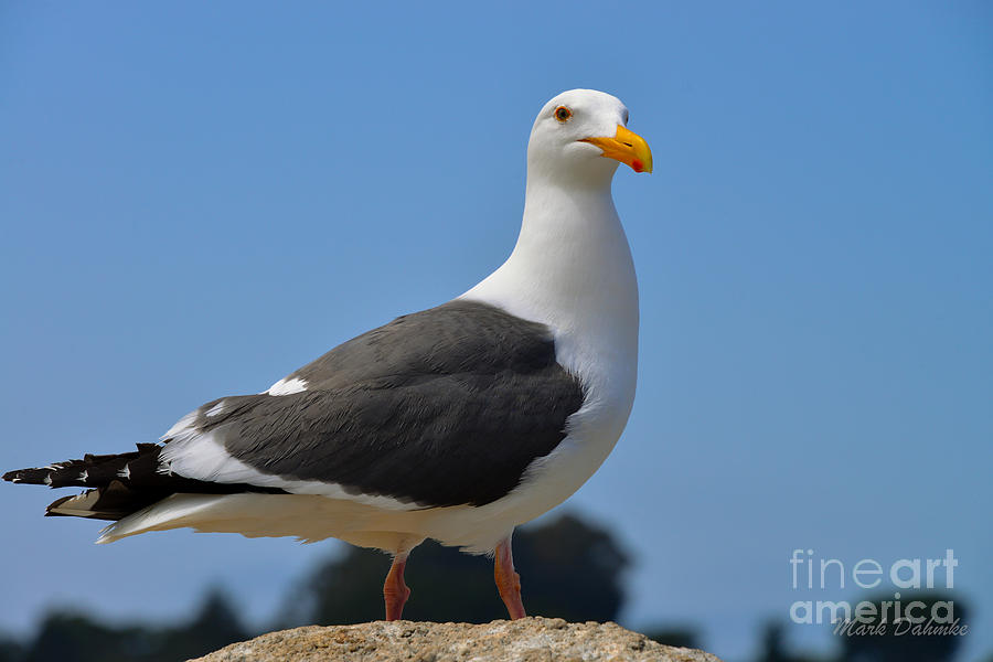 Seagull Photograph by Mark Dahmke