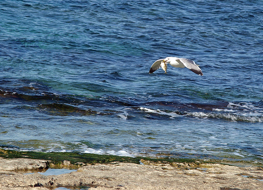 Seagull meal time 2 Photograph by Arik Baltinester