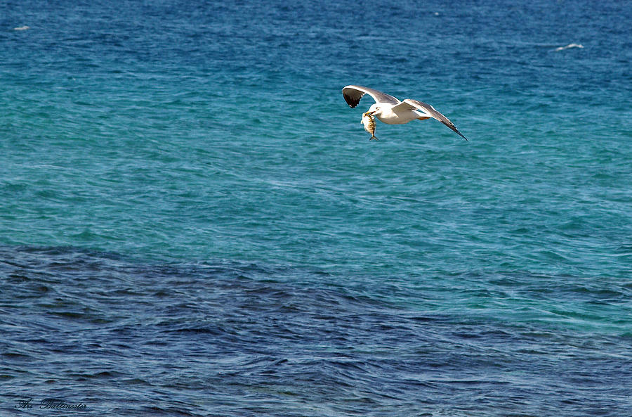 Seagull  meal  time Photograph by Arik Baltinester