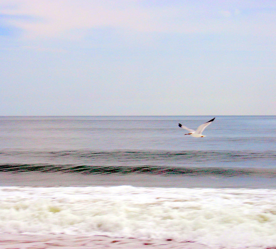 Bird Photograph - Seagull Morning 2 by Ryan Abboud