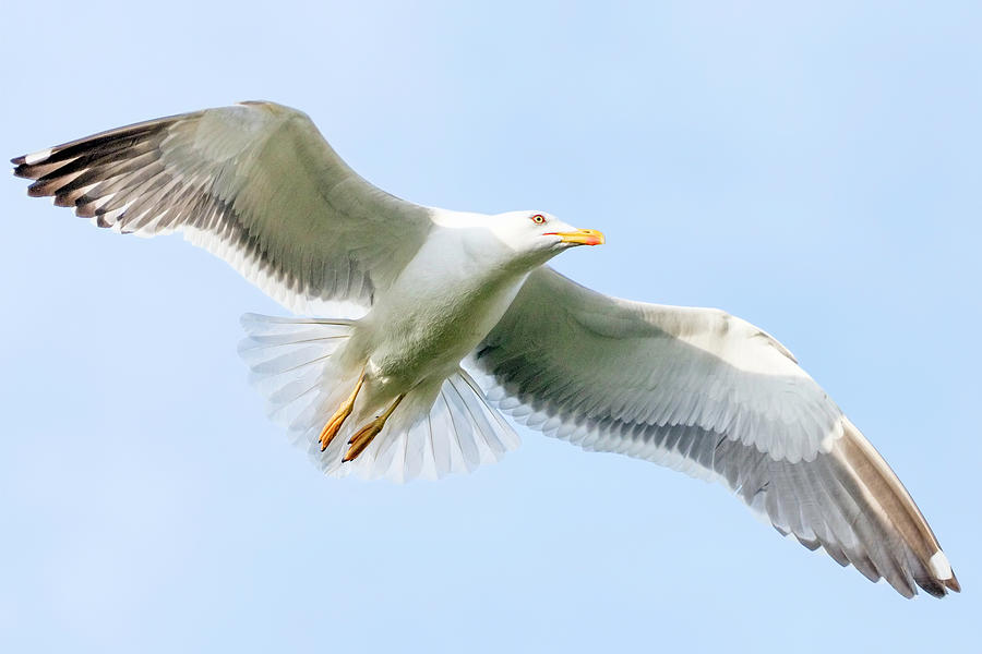 Seagull Photograph by Nadia Sanowar