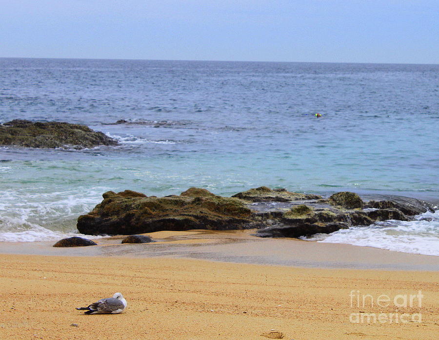 Seagull Photograph - Seagull Nap by Charlene Cox