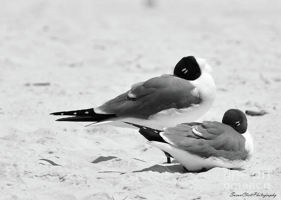 Seagull Nap Time Photograph by Susan Cliett