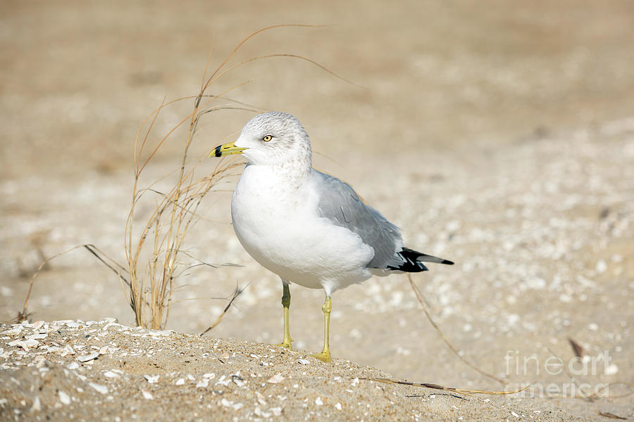 Seagull on a Bluff Photograph by Karen Jorstad