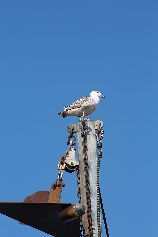 Seagull on a mast Photograph by Allan Morrison