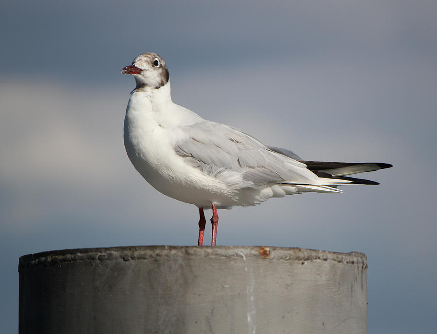Seagull on a post Photograph by Elenarts - Elena Duvernay photo