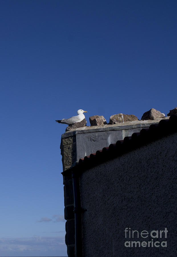 Seagull on blue Photograph by Elena Perelman