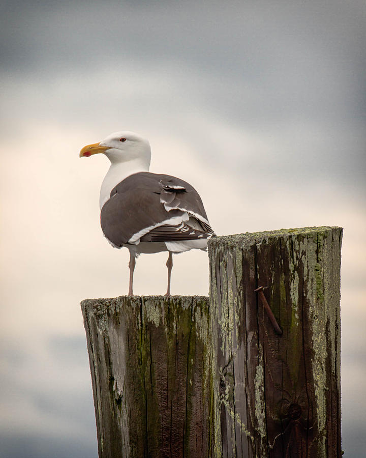 Seagull on Cape Cod Pier Photograph by Brian Caldwell