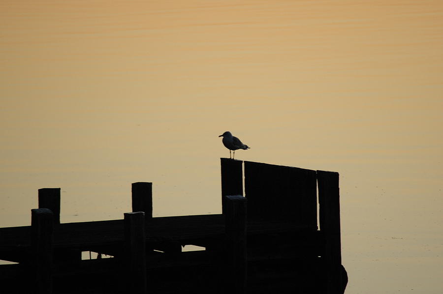 Seagull on Dock Photograph by Ginger Wakem