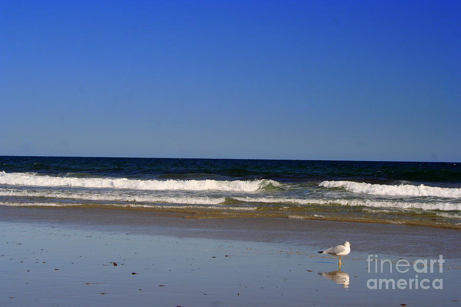 Beach Photograph - Seagull on Fortunes Rocks Beach by John Kenealy