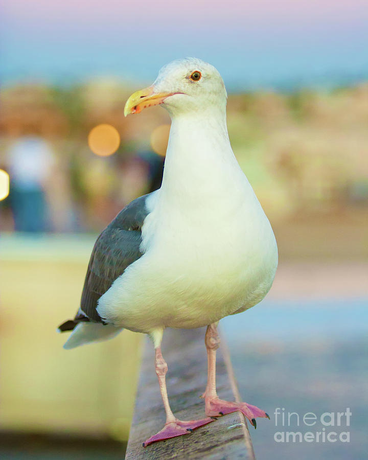 Seagull On Hermosa Beach Photograph