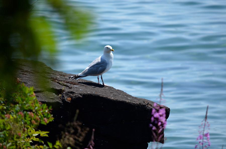 Seagull on Ledge Rock Photograph by Hella Buchheim