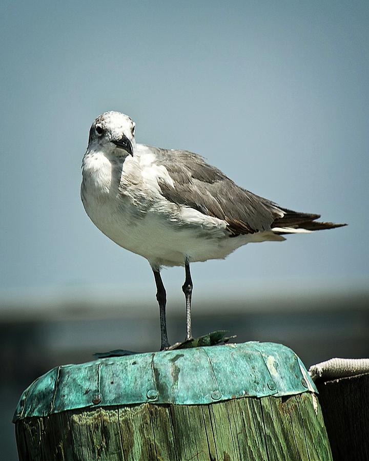 Seagull On Piling Photograph By Craig Caldwell - Fine Art America