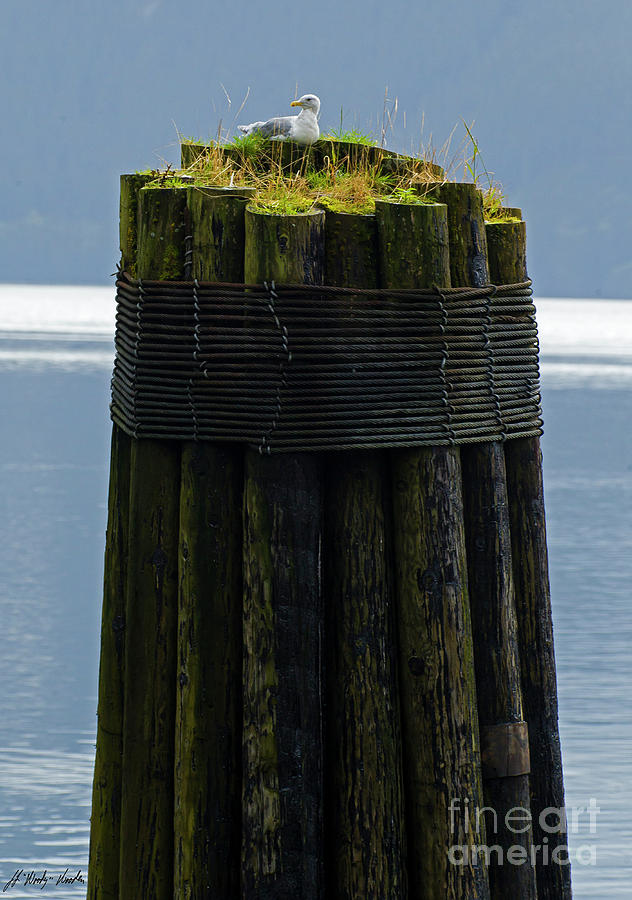 Seagull On Pilings-Signed-#2106 Photograph by J L Woody Wooden