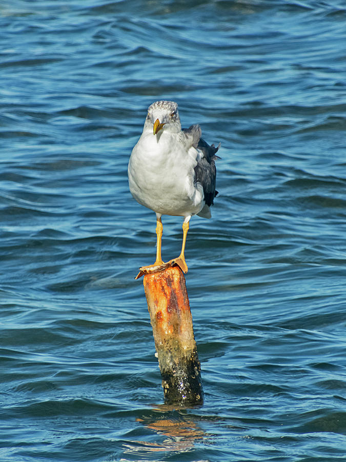 Seagull Standing on Pole Photograph by Bob Slitzan