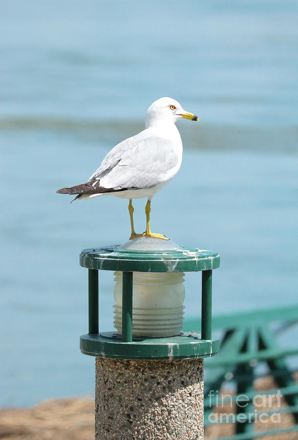 Seagull on Post Photograph by Carol Groenen