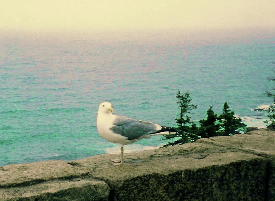 Seagull Photograph - Seagull on Stone Wall by Desiree Paquette