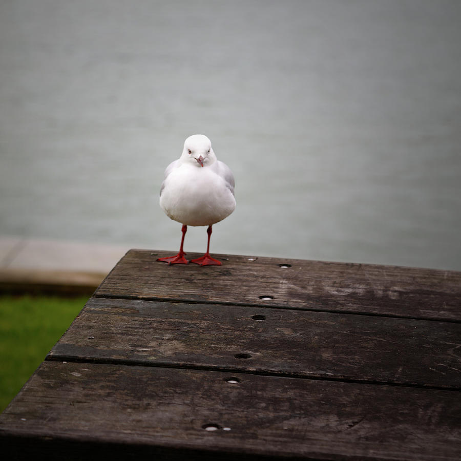 Seagull on table Photograph by Les Cunliffe