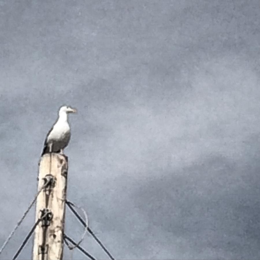 Seagull On Telephonepole Photograph by Eric Suchman
