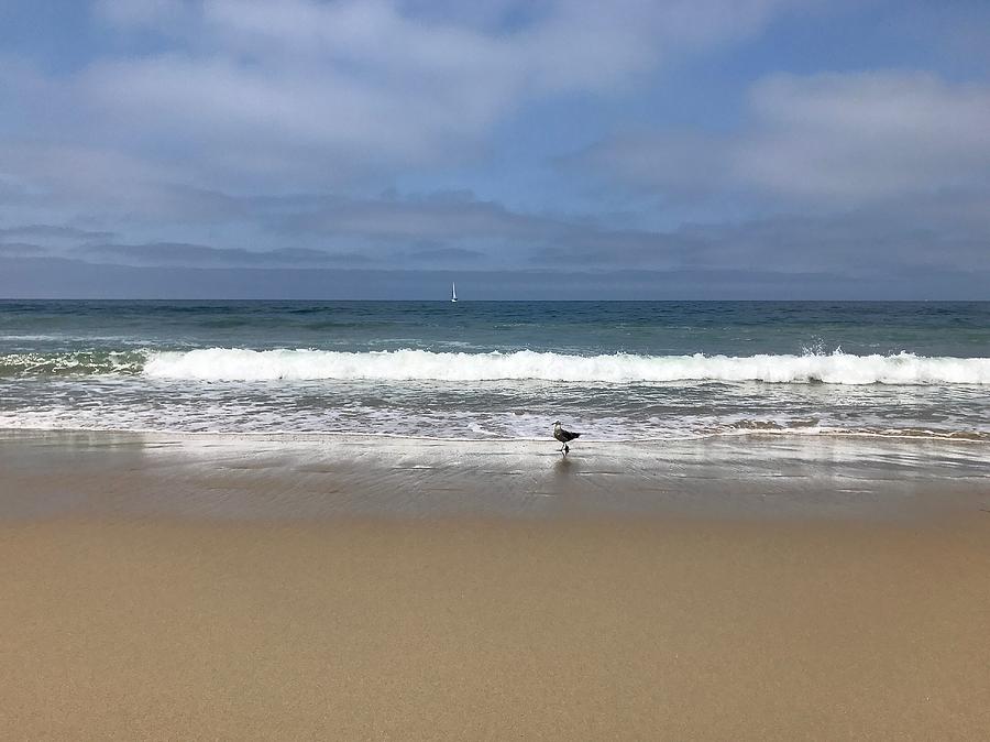 Seagull On The Beach Photograph by Brian Eberly