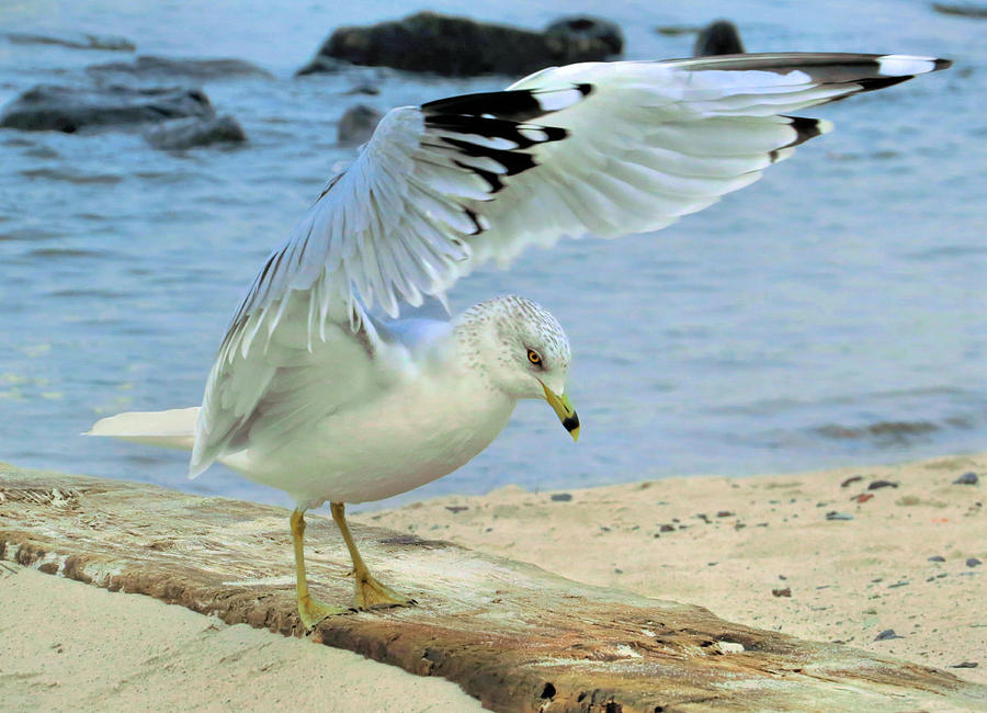 Seagull on the Beach Photograph by Nina Bradica