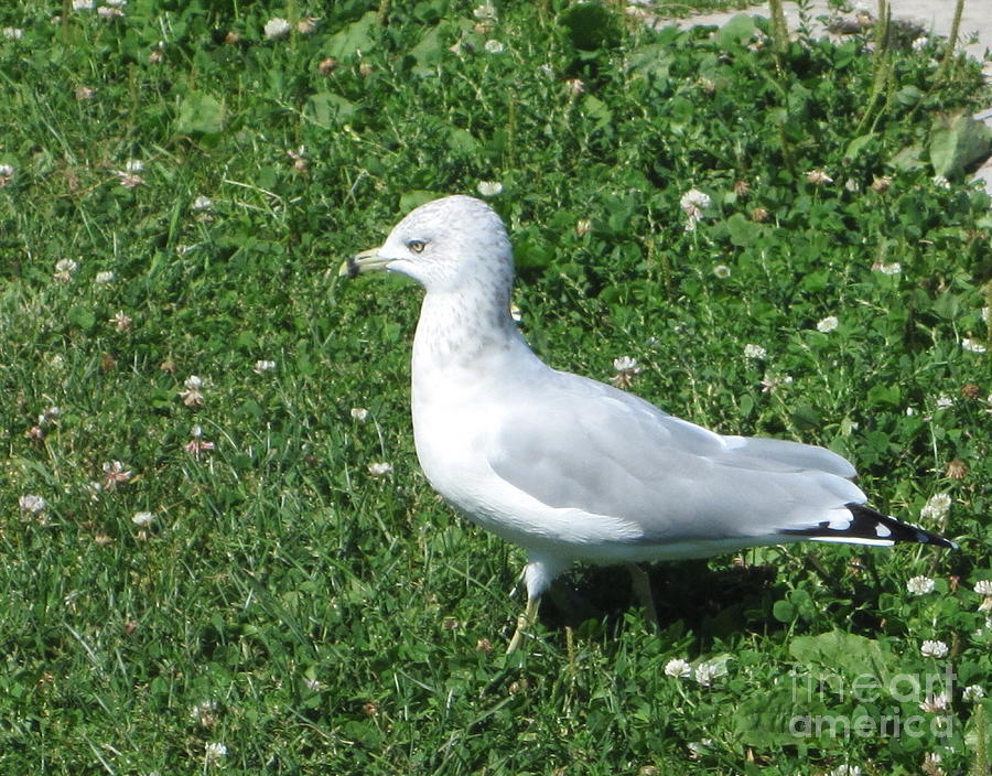 Seagull on the Clover Photograph by Kathie Chicoine