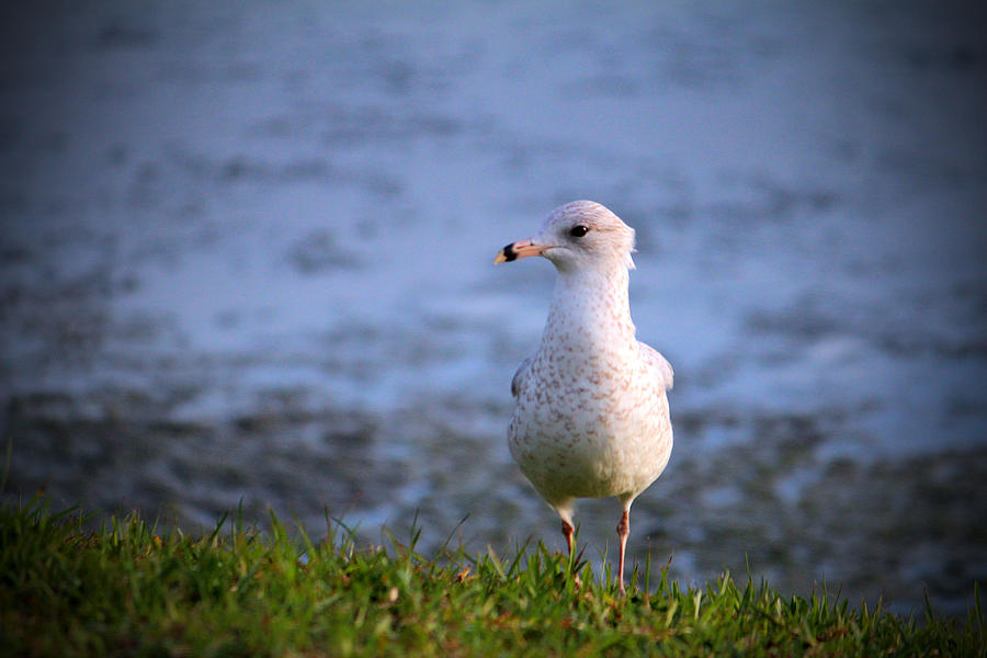 Seagull On The Grass Photograph by Cynthia Guinn