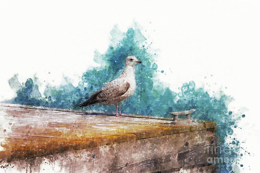Seagull on the Pier Digital Art by Mary Machare